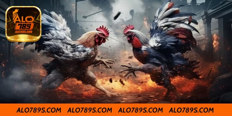 Cách chăm sóc gà 3 hàng vảy để đạt phong độ cao