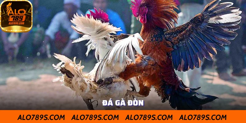 Loại hình đá gà đòn trực tiếp