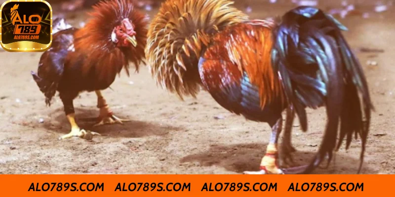 Đôi nét về trận đá gà 24 tỷ