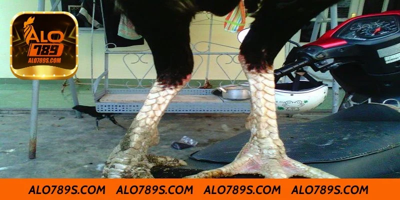 Giá trị của gà 3 hàng vảy trong giới đá gà
