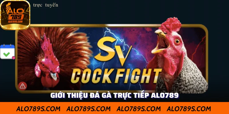 Giới thiệu đá gà trực tiếp ALO789 đẳng cấp