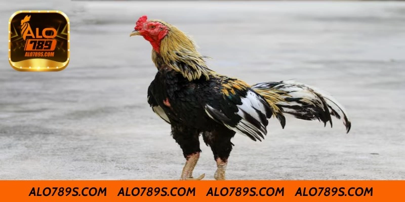 Luyện tập cho gà 3 hàng vảy