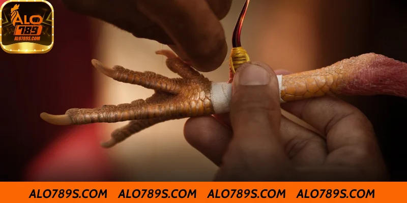 Giới thiệu cách nuôi gà đá cựa sắt