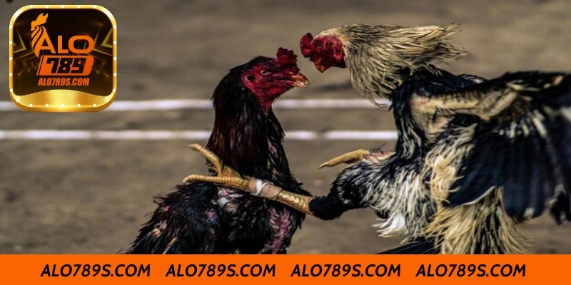 Cụ Thể Về Dòng Gà Chọi Hay Nhất Việt Nam