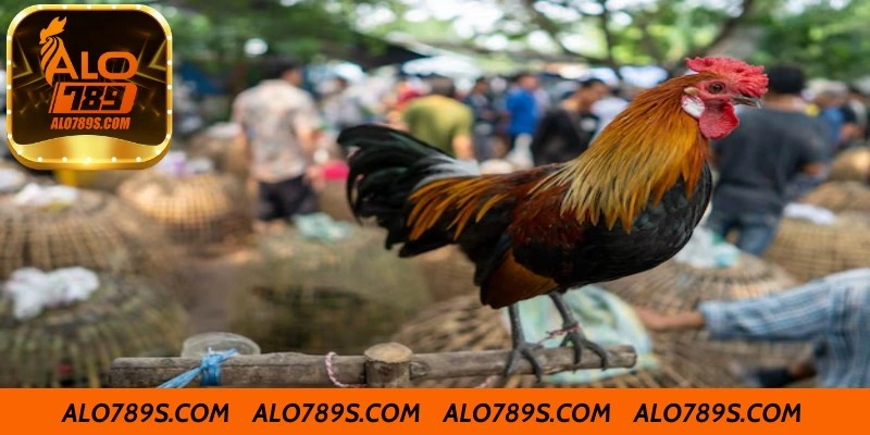 Đặc Điểm Nổi Bật Của Các Dòng Gà Chọi Hay Nhất Việt Nam