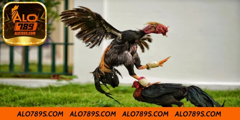 Khả Năng Chịu Đòn Và Phản Công