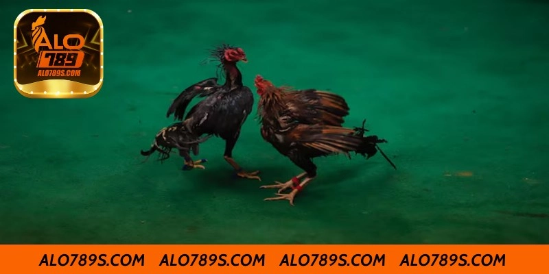 Kinh Nghiệm Cá Cược Đá Gà C1 Tại Alo789
