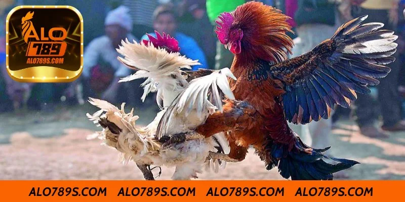 Chế độ dinh dưỡng giúp sung mãn trong cách tập luyện cho gà đá cựa sắt